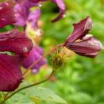 All about propagation by cuttings of clematis