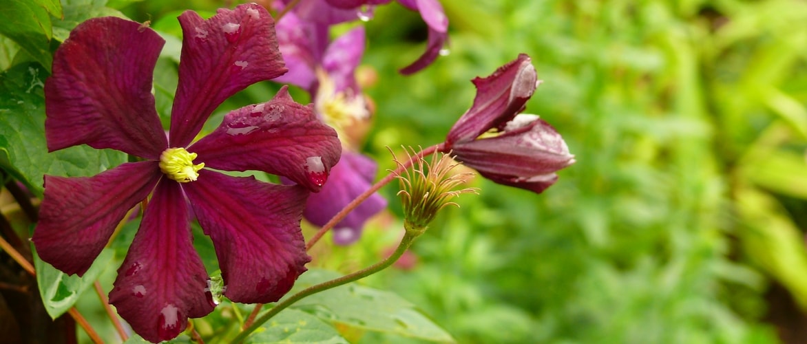 All about propagation by cuttings of clematis