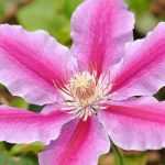 How to prune and care for clematis?