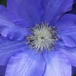 Clematis diseases
