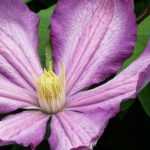 Plant clematis in pots