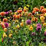 How to choose dahlias?