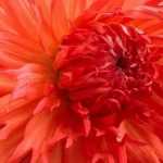 Succeeding with your dahlias