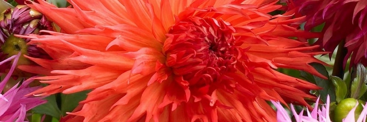 Succeeding with your dahlias