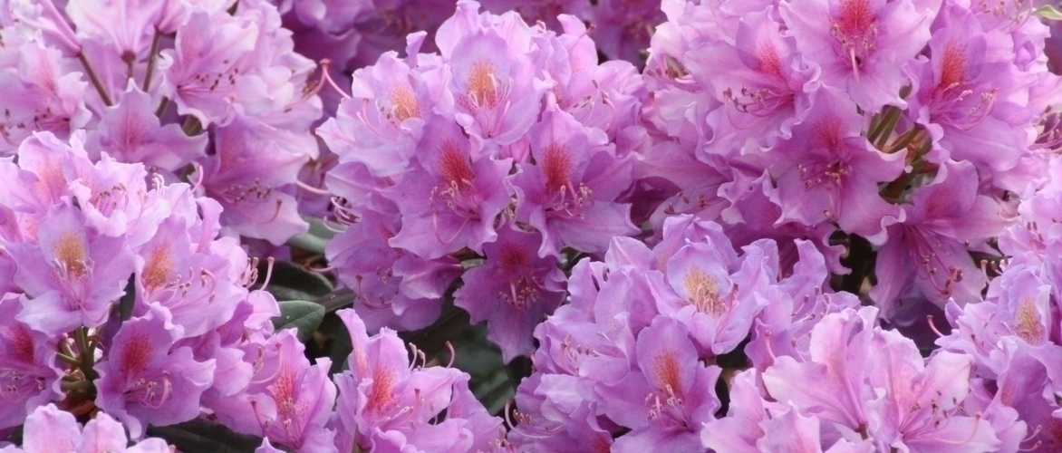 Rhododendron: planting, growing and care