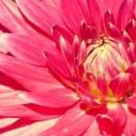 Discover the best giant dahlias