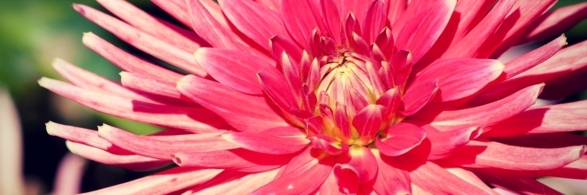 Discover the best giant dahlias