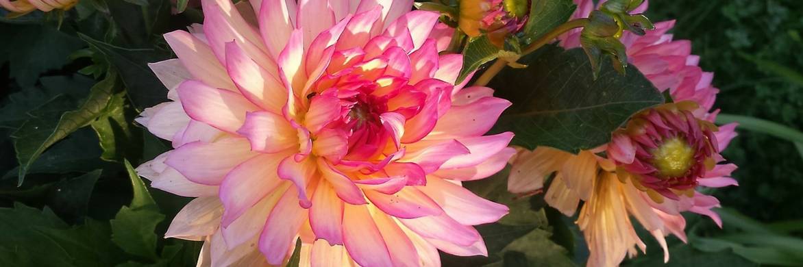 Comment to grow beautiful dahlias