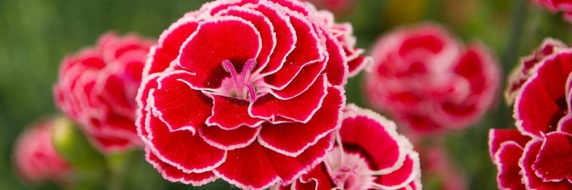 Carnation: planting tips, sowing and care