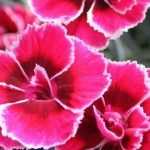 How to plant the eye?