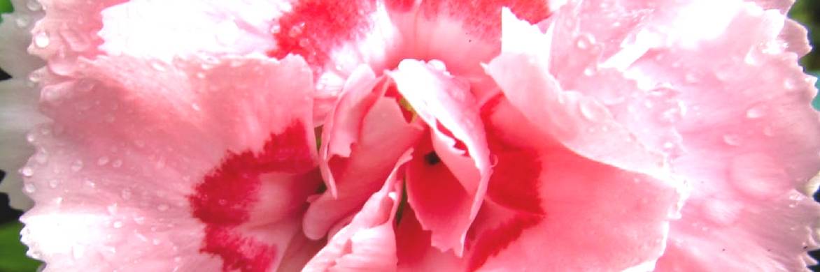 Eyelets: which are the most fragrant?