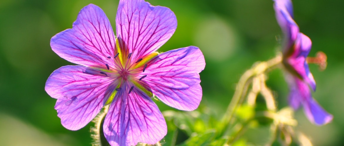 How to plant hardy geraniums?