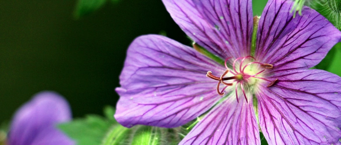 Hardy geraniums: Plant, grow and maintain