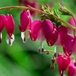 Bleeding Hearth or Dicentra spectabilis : succeed in its planting