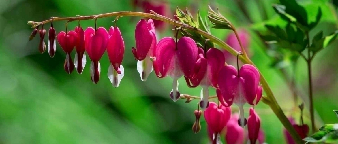 Bleeding Hearth or Dicentra spectabilis : succeed in its planting