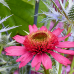 Echinacea or Rudbeckia purpurea: 7 beautiful ideas for association