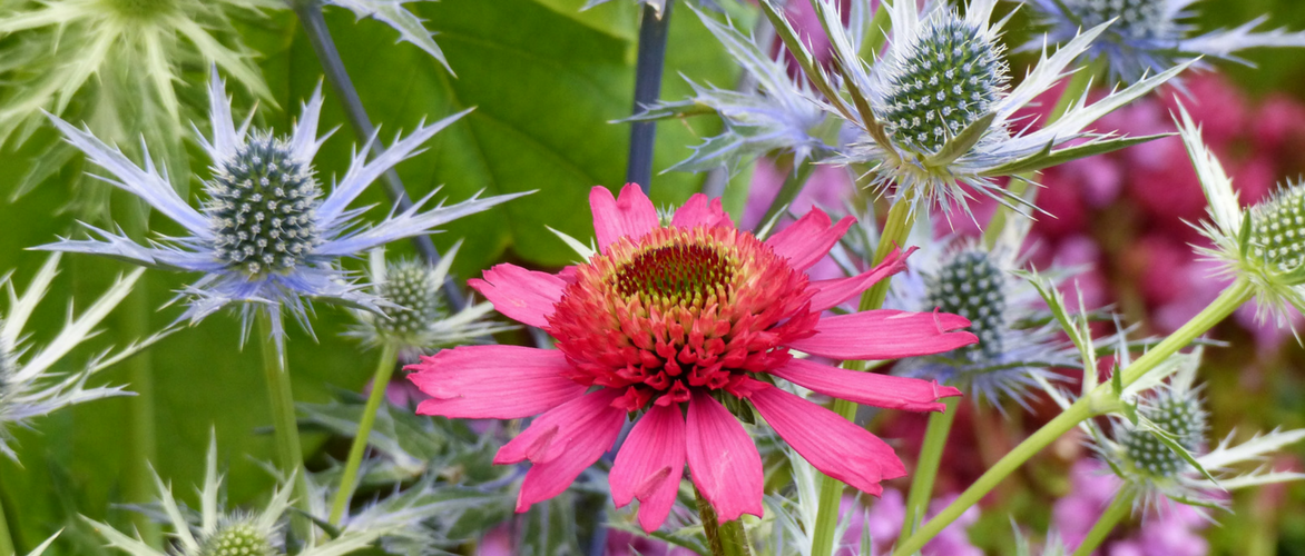Echinacea or Rudbeckia purpurea: 7 beautiful ideas for association