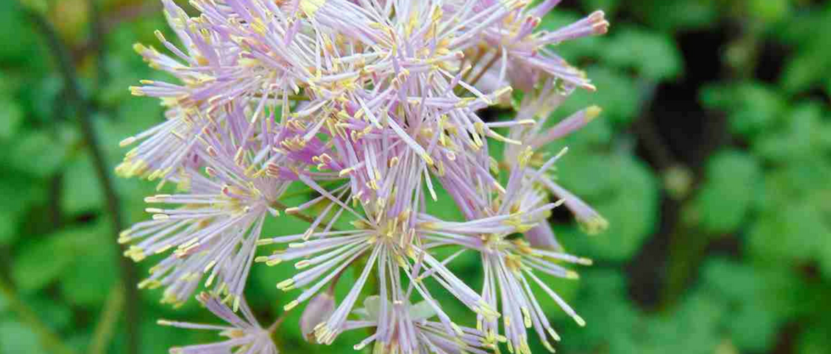 Thalictrum, pigamon: 8 beautiful pairing ideas