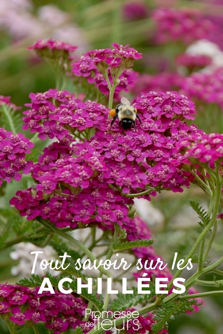 Yarrow: Everything You Need to Know