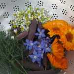 Best edible flowers for the garden