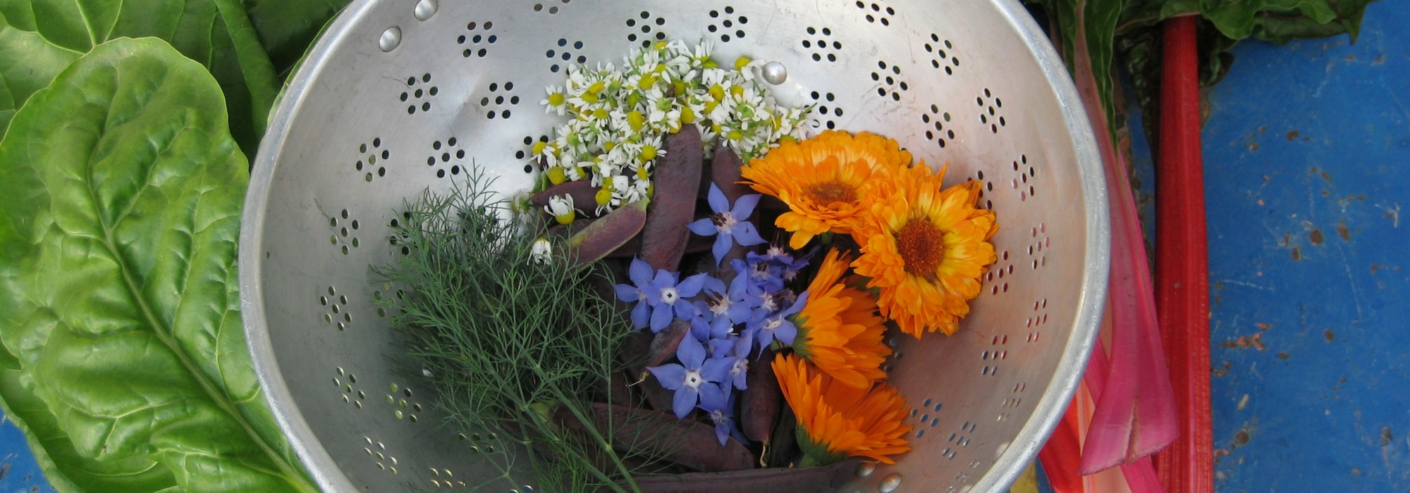 Best edible flowers for the garden