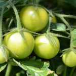 Tomato pruning and management