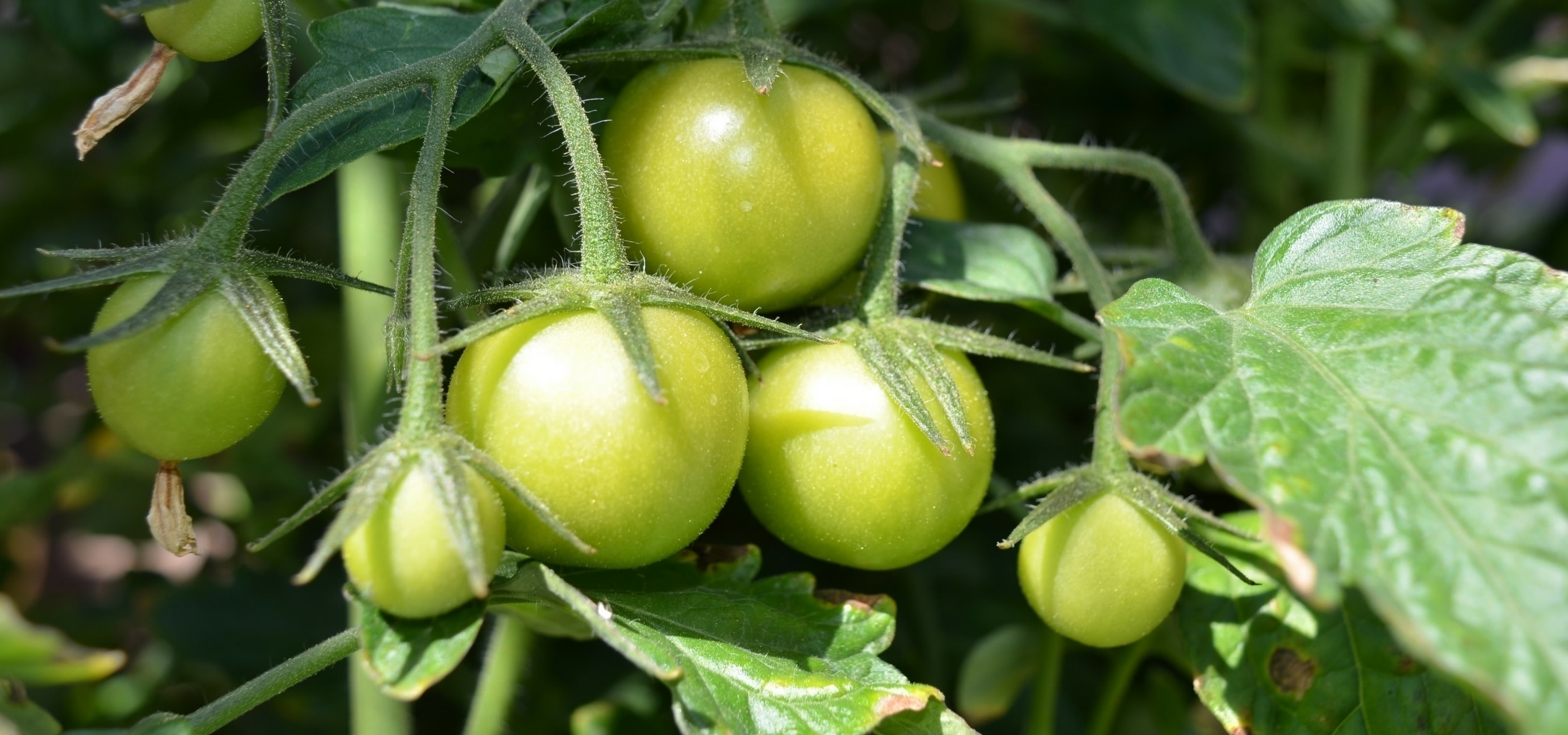 Tomato pruning and management