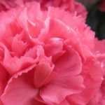 Dianthus: 6 ideas to pair in the garden