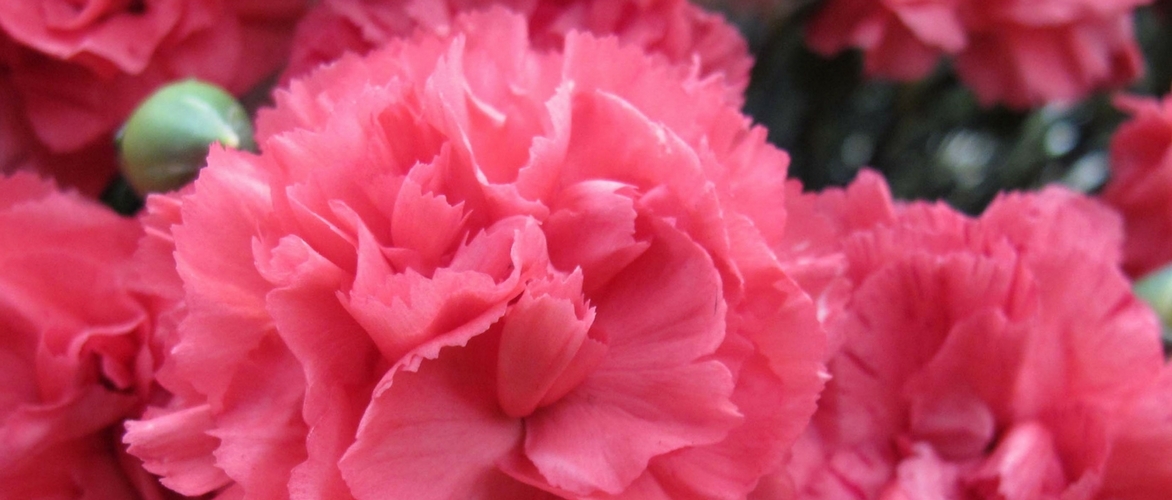 Dianthus: 6 ideas to pair in the garden