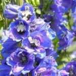 Delphiniums, larkspur : planting, sowing and care