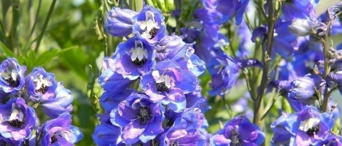 Delphiniums, larkspur : planting, sowing and care