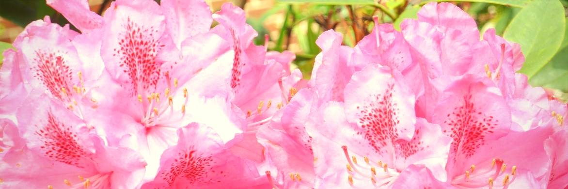 Rhododendron: pruning, diseases and care