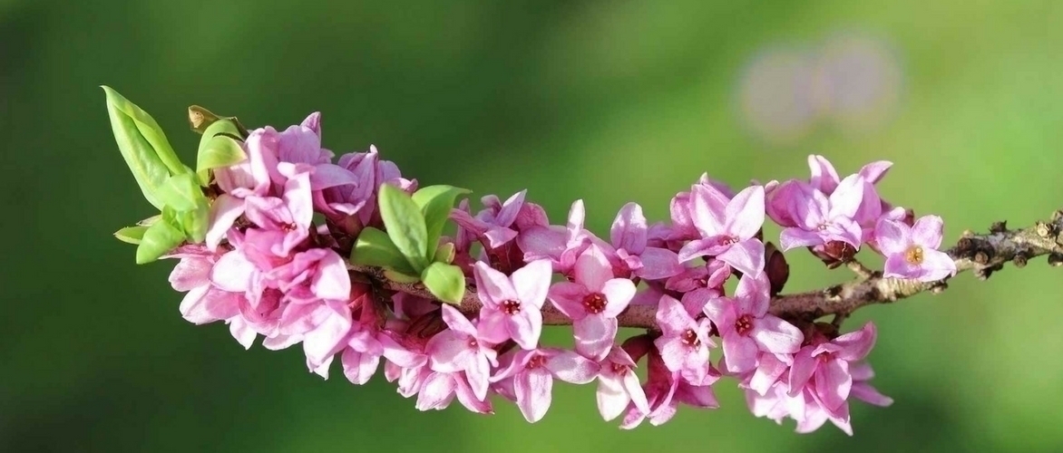 Daphne: how to care for it?