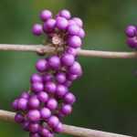 Callicarpa, beautyberry : planting, growing and care