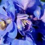 Plant and succeed with delphiniums