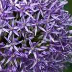 Allium, ornamental garlic: planting, growing and care