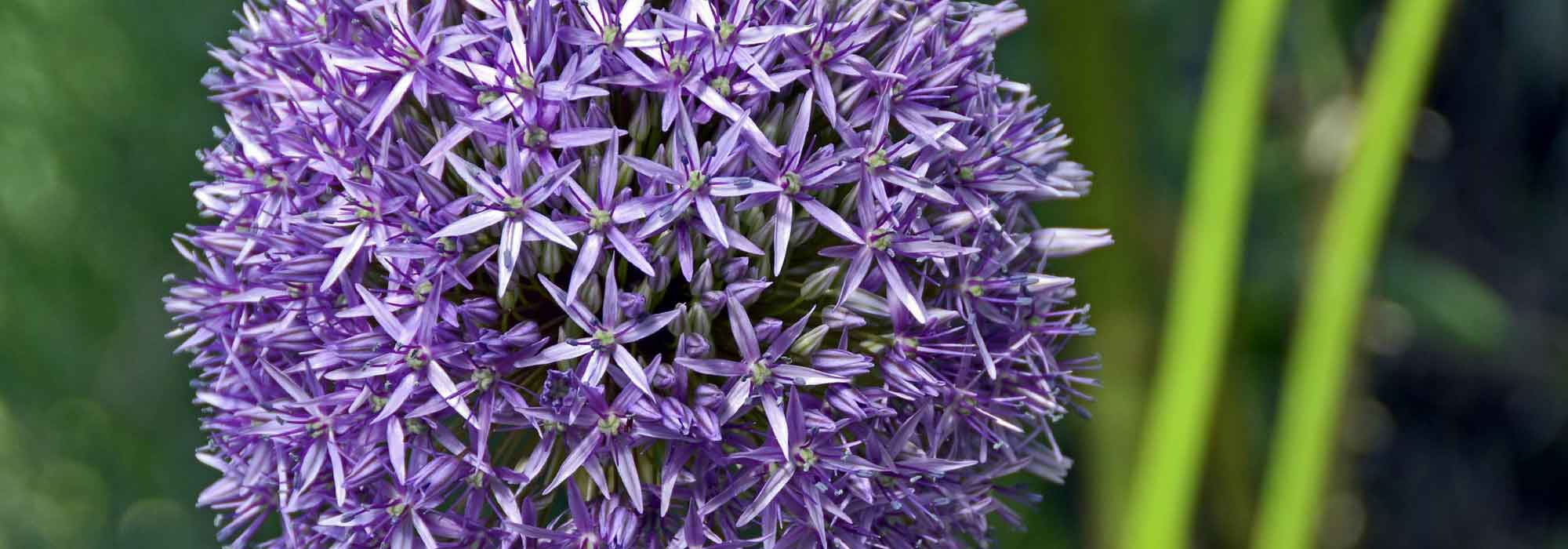 Allium, ornamental garlic: planting, growing and care