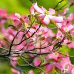 Flowering dogwoods: planting, pruning and maintenance