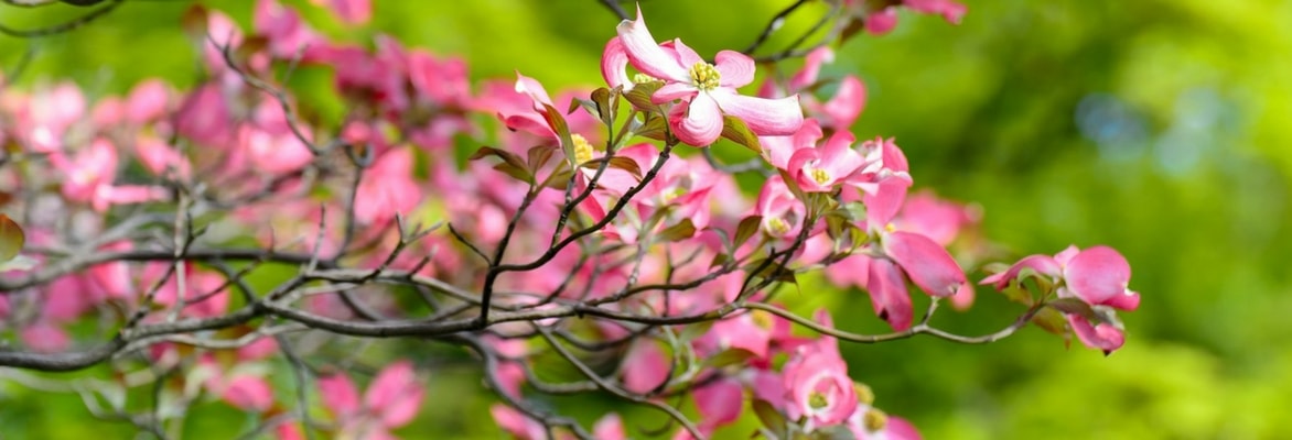 Flowering dogwoods: planting, pruning and maintenance