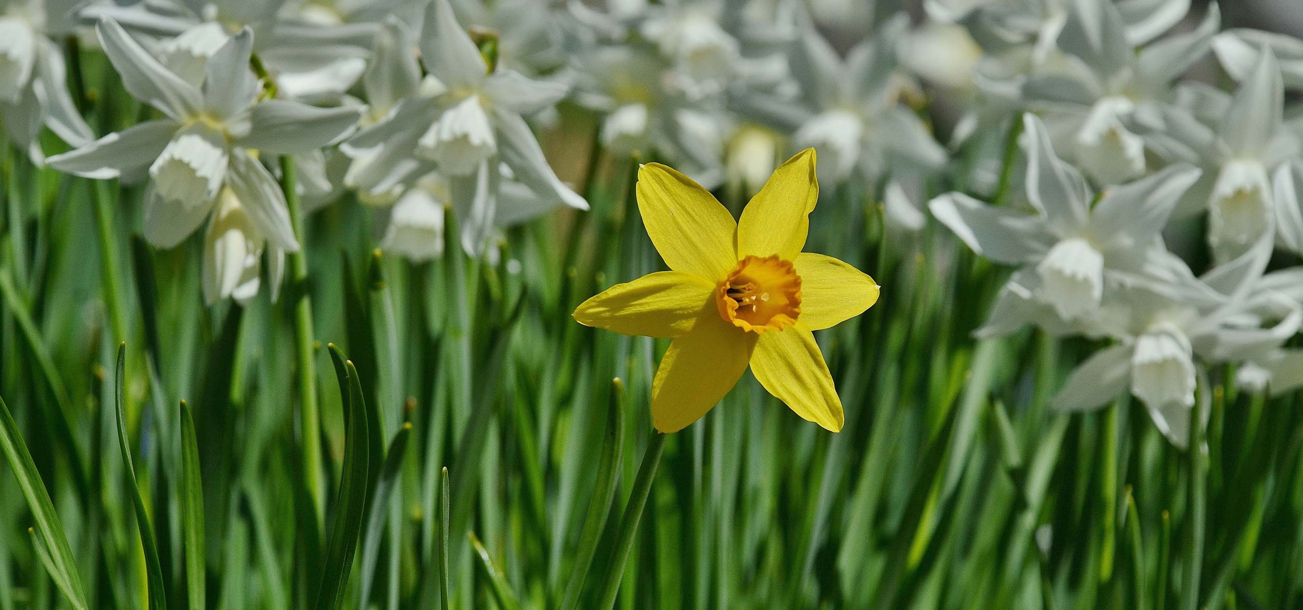 Which daffodil or narcissus to choose?