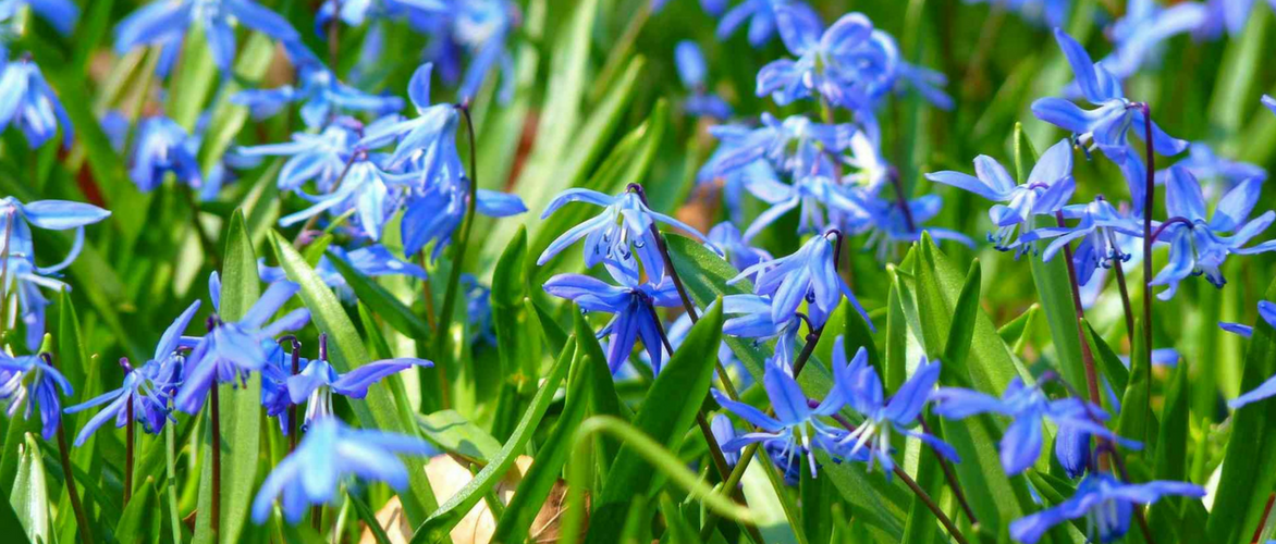 Scilla: to grow, to cultivate and to maintain