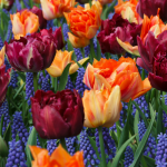 Muscari: 8 beautiful associations