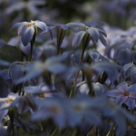 Ipheion: planting, growing and associating