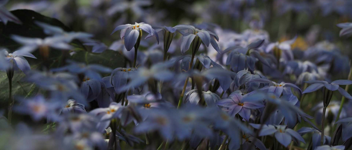 Ipheion: planting, growing and associating