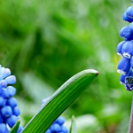 Muscari: succeed in planting