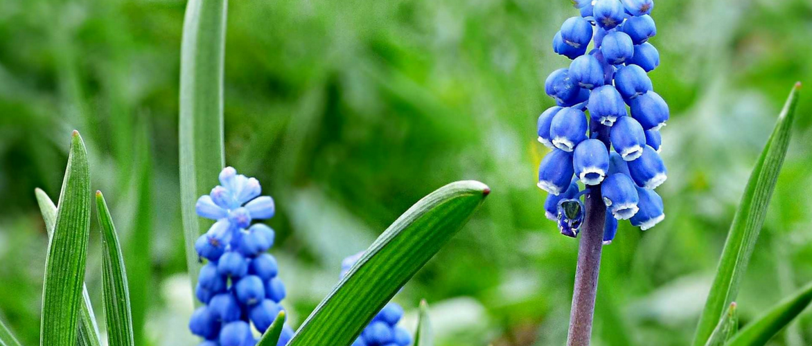 Muscari: succeed in planting