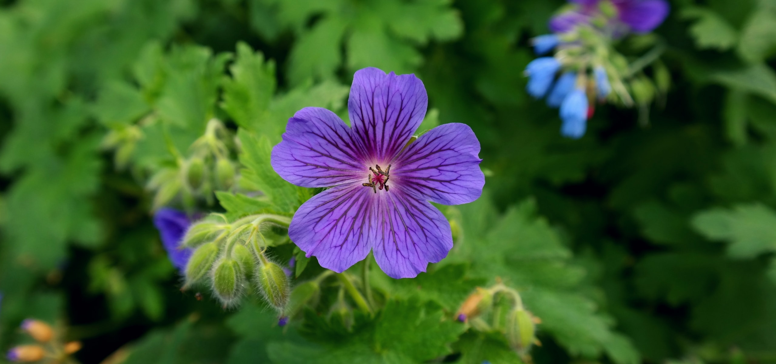 Hardy geraniums: how to divide them?