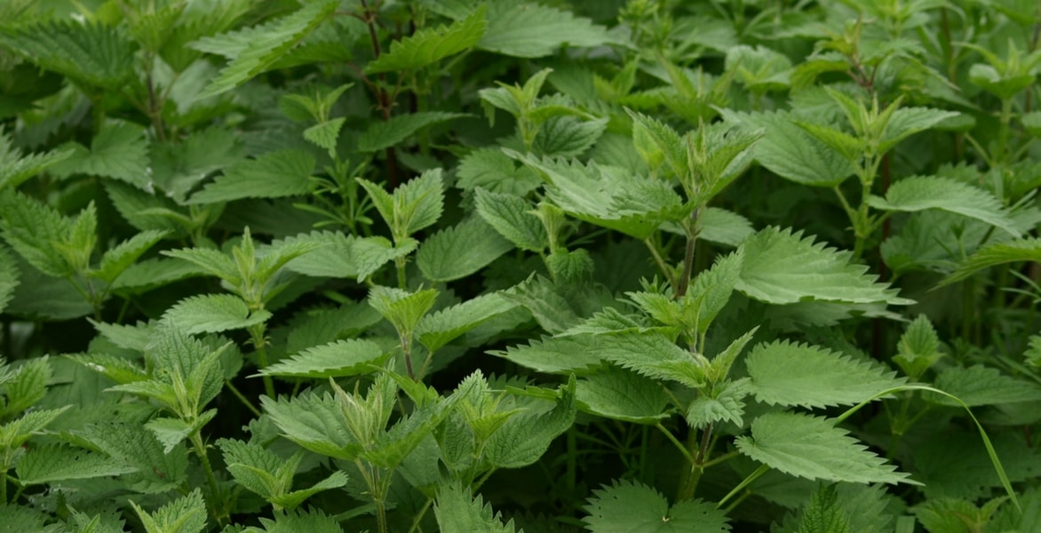 Nettle manure: how to make it?