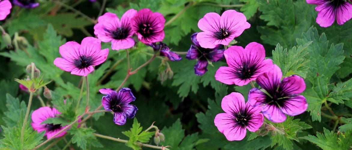 Perennial Geranium 'Dragon Heart'