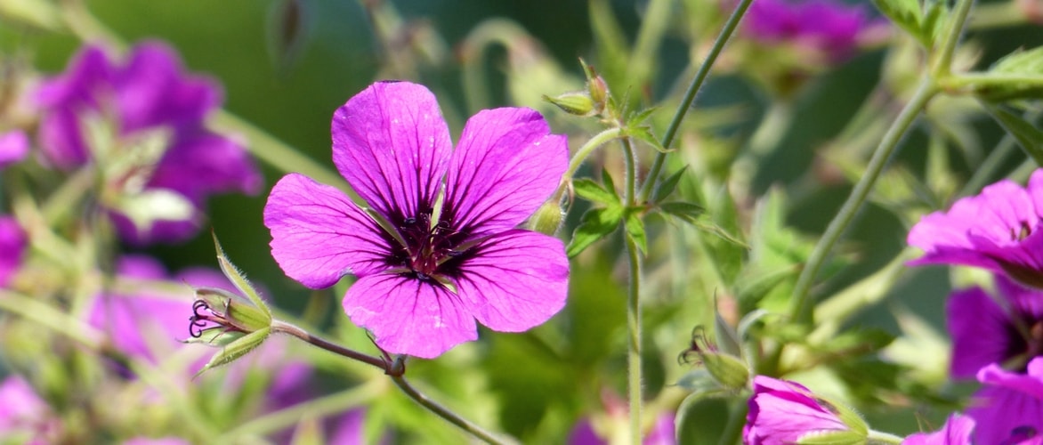 Perennial Geranium 'Patricia'